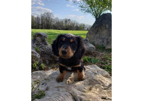 Sweet 8 week old AKC Miniature Dachshund puppy