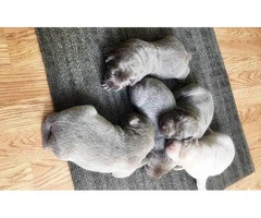 AKC Silver Lab puppies available