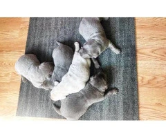 AKC Silver Lab puppies available - 2