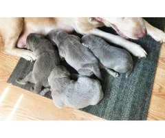AKC Silver Lab puppies available - 4