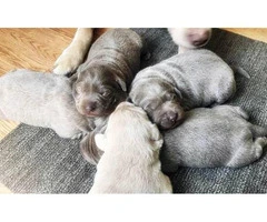 AKC Silver Lab puppies available - 5