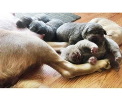 AKC Silver Lab puppies available - 6