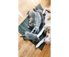AKC Silver Lab puppies available - 7
