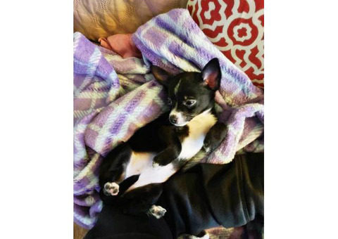 2 months old chihuahua girl for rehoming