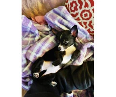 2 months old chihuahua girl for rehoming