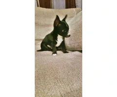2 months old chihuahua girl for rehoming - 2