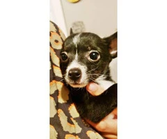 2 months old chihuahua girl for rehoming - 4