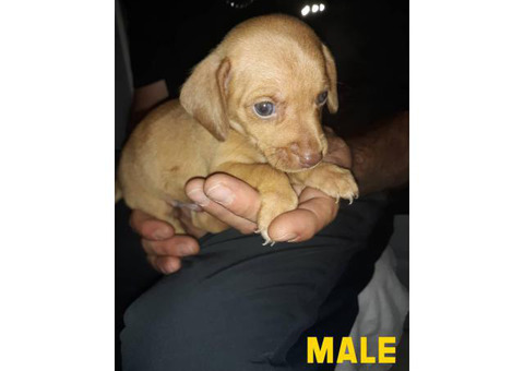 2 males and 1 female Chiweenie puppies ready for pickup
