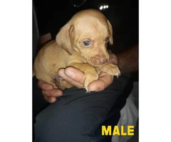 2 males and 1 female Chiweenie puppies ready for pickup