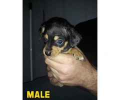 2 males and 1 female Chiweenie puppies ready for pickup - 3