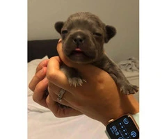 Male French bulldog available to reserve