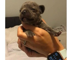 Male French bulldog available to reserve - 2