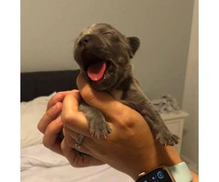 Male French bulldog available to reserve - 3