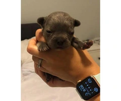 Male French bulldog available to reserve - 4