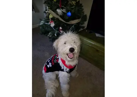 Komondor puppy looking for a large fenced in yard