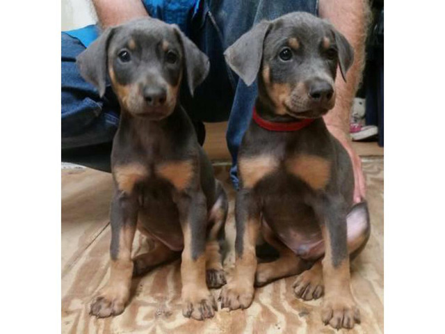 Doberman pinscher puppies available in Jackson