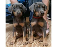 Doberman pinscher puppies available - 1