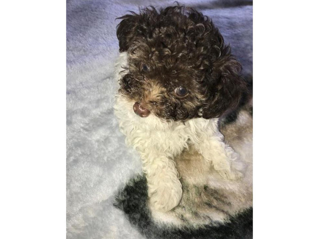 poodle teacup male puppies near york