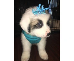 8 weeks old Great Pyrenees puppies only 2 left - 1