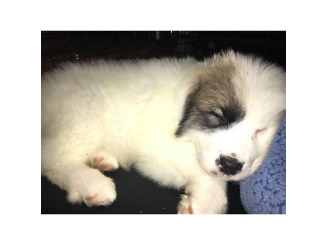 8 weeks old Great Pyrenees puppies only 2 left in Greenville, South