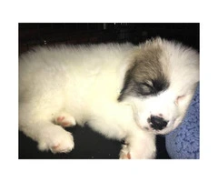 8 weeks old Great Pyrenees puppies only 2 left - 2