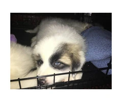 8 weeks old Great Pyrenees puppies only 2 left - 3