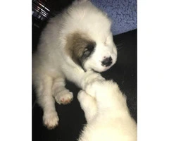 8 weeks old Great Pyrenees puppies only 2 left - 4