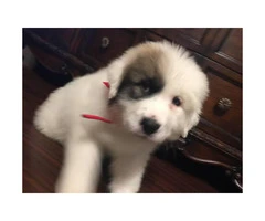 8 weeks old Great Pyrenees puppies only 2 left - 5
