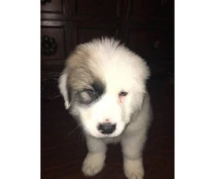 8 weeks old Great Pyrenees puppies only 2 left - 6