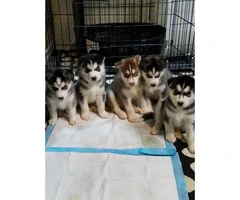 Husky for sale 5 puppies available - 1