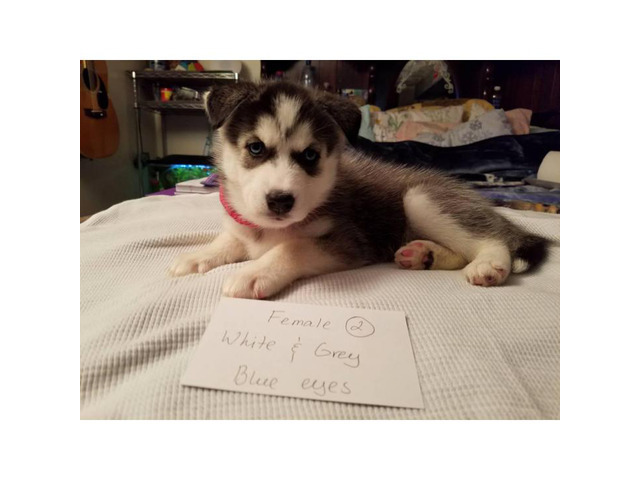Husky for sale 5 puppies available in Columbus, Ohio ...