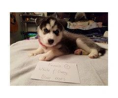 Husky for sale 5 puppies available - 2