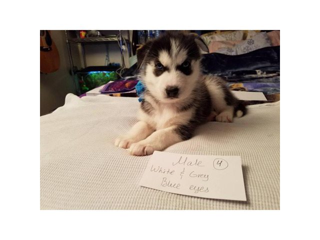 Husky for sale 5 puppies available in Columbus, Ohio ...