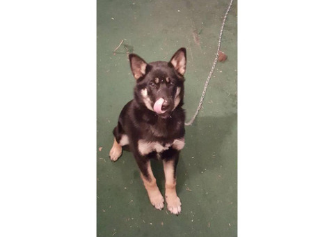 alaskan shepherd puppies in Binghamton , New York ...