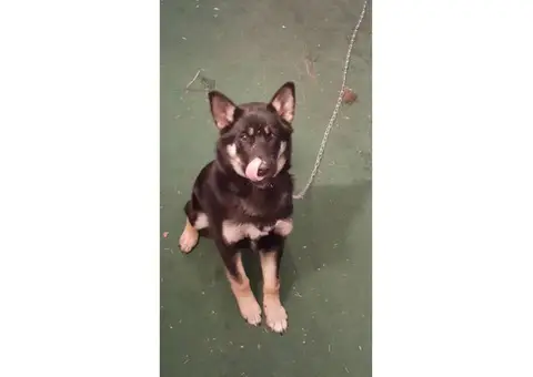 Female Alaskan Shepherd for Sale