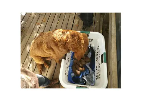 Chesapeake Bay Retriever Female Puppies for Sale