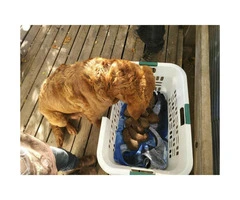 Chesapeake Bay Retriever Female Puppies for Sale