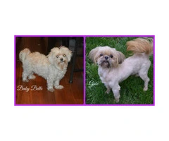 3 Maltese Shih Tzu Puppies for Sale - 4