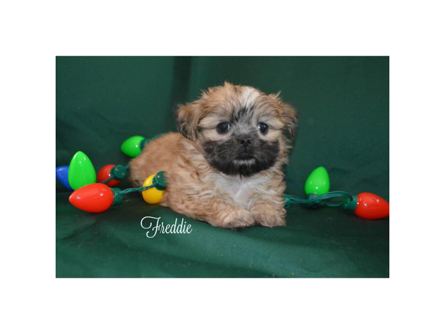 3 Maltese Shih Tzu Puppies for Sale in Meadville ...