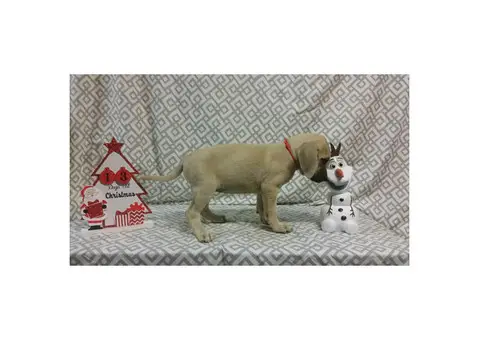 3 Black mouth cur puppies for sale