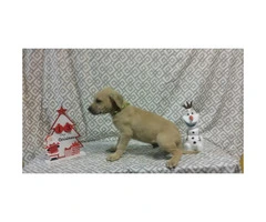 3 Black mouth cur puppies for sale - 2
