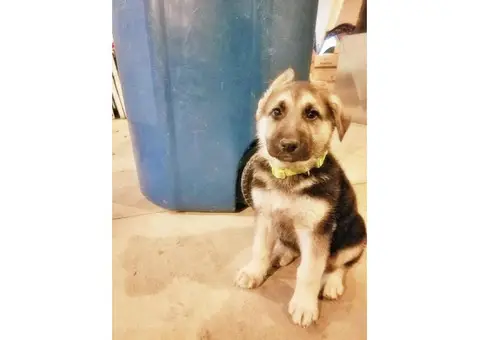 AKC reg German Shepard puppies