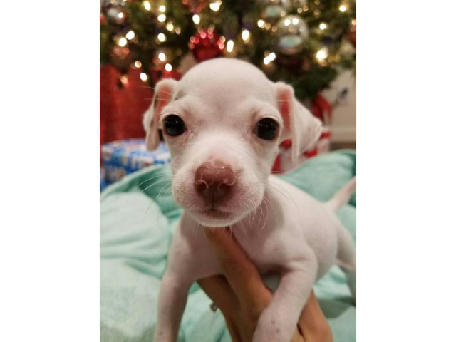 Taco Terrier Puppies for adoption in Waipahu, Hawaii