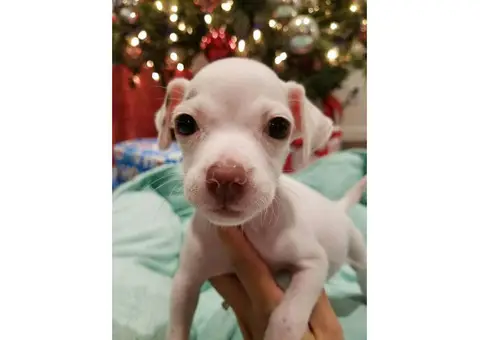 Taco Terrier Puppies for adoption