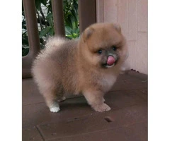 3 Pomeranian Puppies for Sale