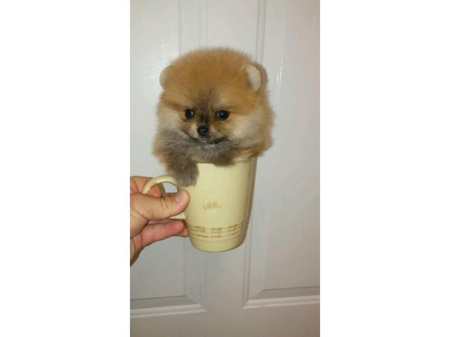 3 Pomeranian Puppies for Sale in Miami, Florida - Puppies for Sale Near Me