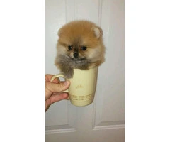 3 Pomeranian Puppies for Sale - 2