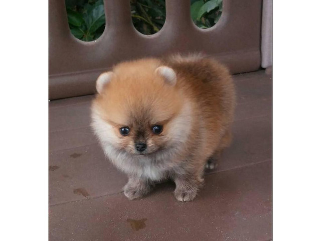 3 Pomeranian Puppies for Sale in Miami, Florida - Puppies ...