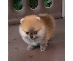 3 Pomeranian Puppies for Sale - 3