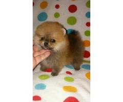 3 Pomeranian Puppies for Sale - 4